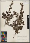 Foto von Salix aurita L.